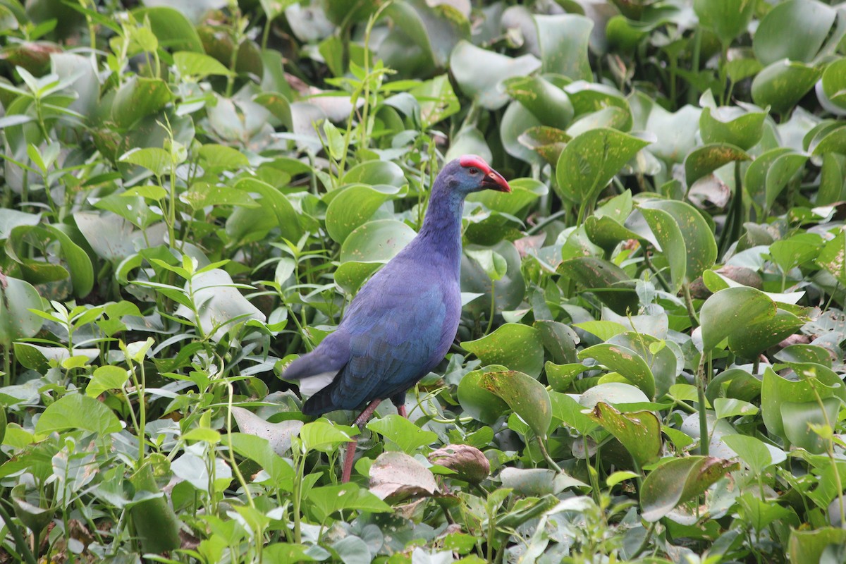 Gray-headed Swamphen - ML627642594