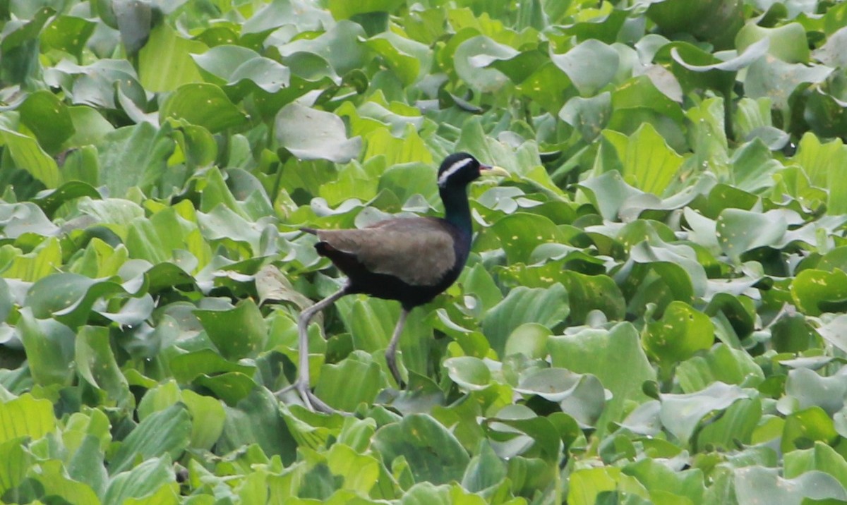 Bronze-winged Jacana - ML627642602
