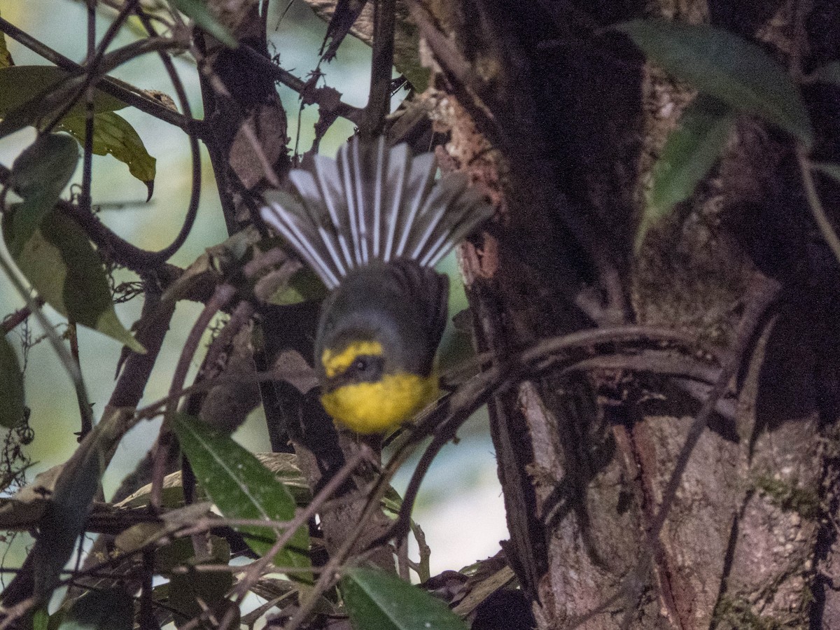 Yellow-bellied Fairy-Fantail - ML627642664