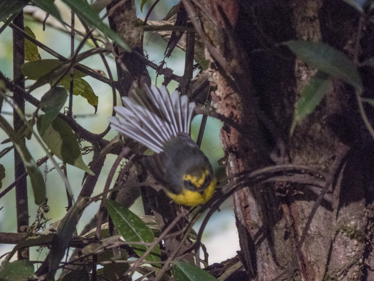 Yellow-bellied Fairy-Fantail - ML627642665