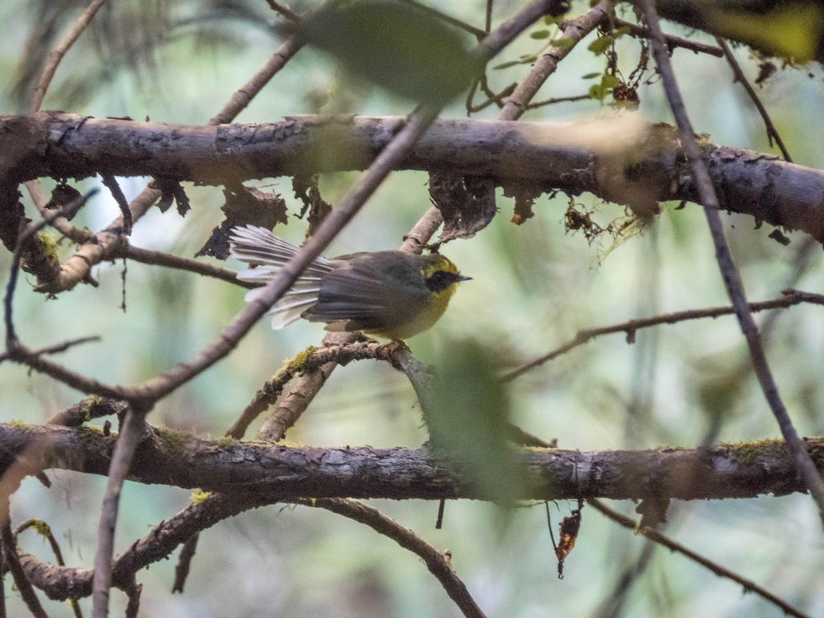 Yellow-bellied Fairy-Fantail - ML627642666