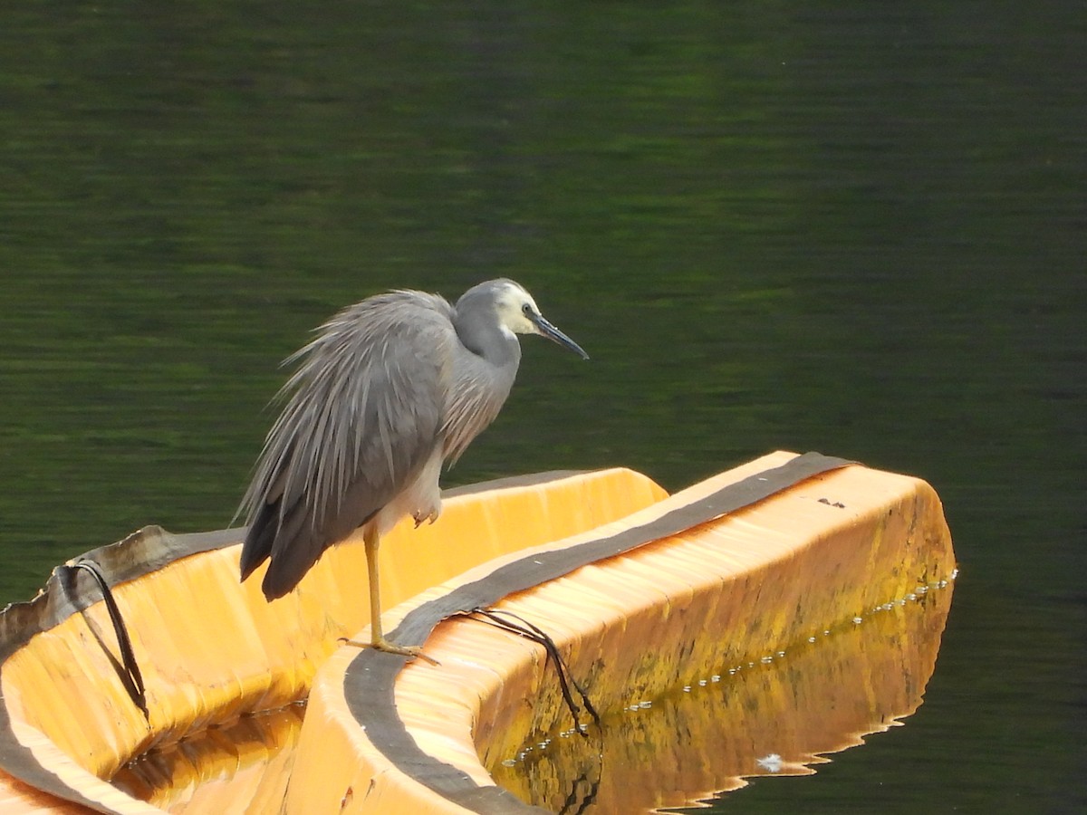 Garceta Cariblanca - ML627642718