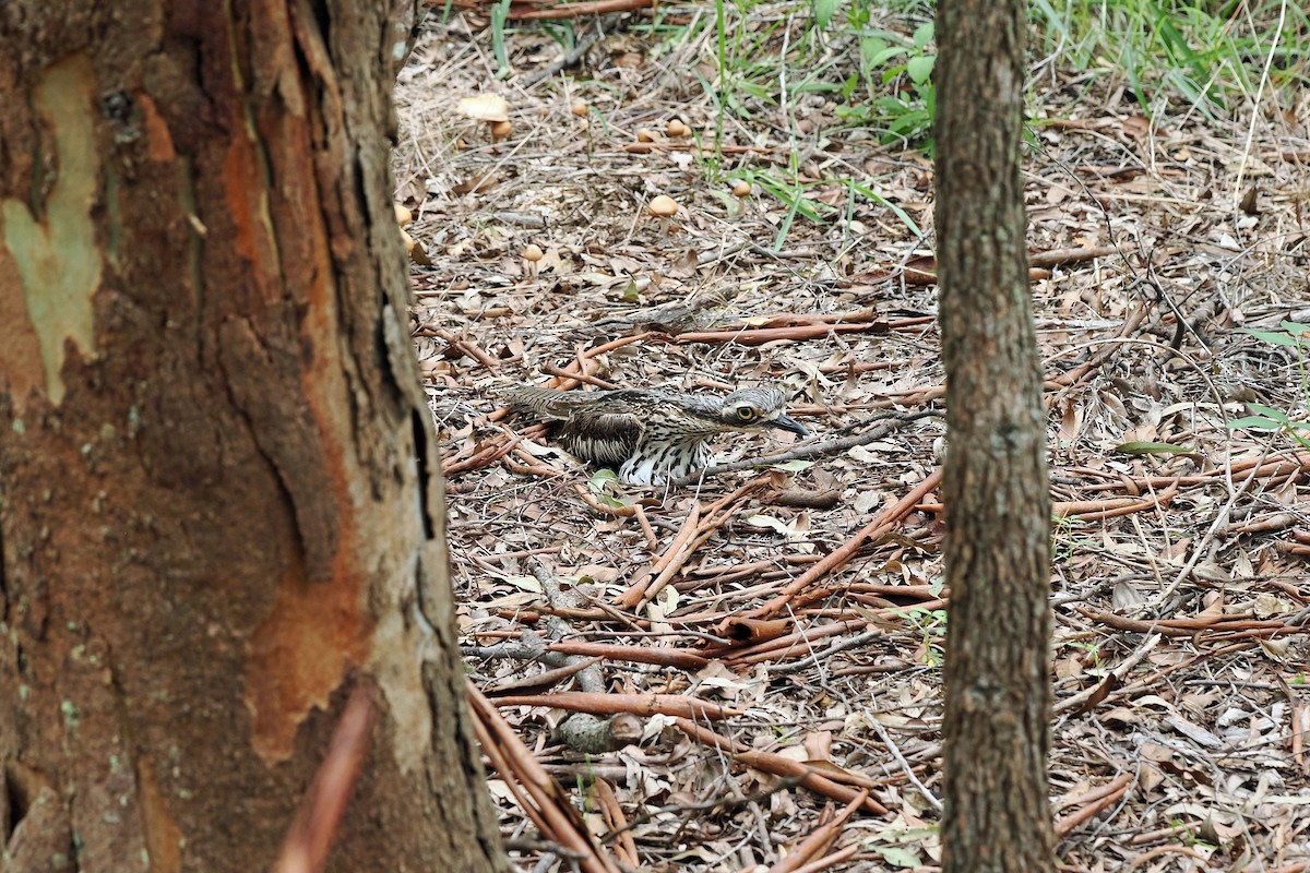 Bush Thick-knee - ML627642719