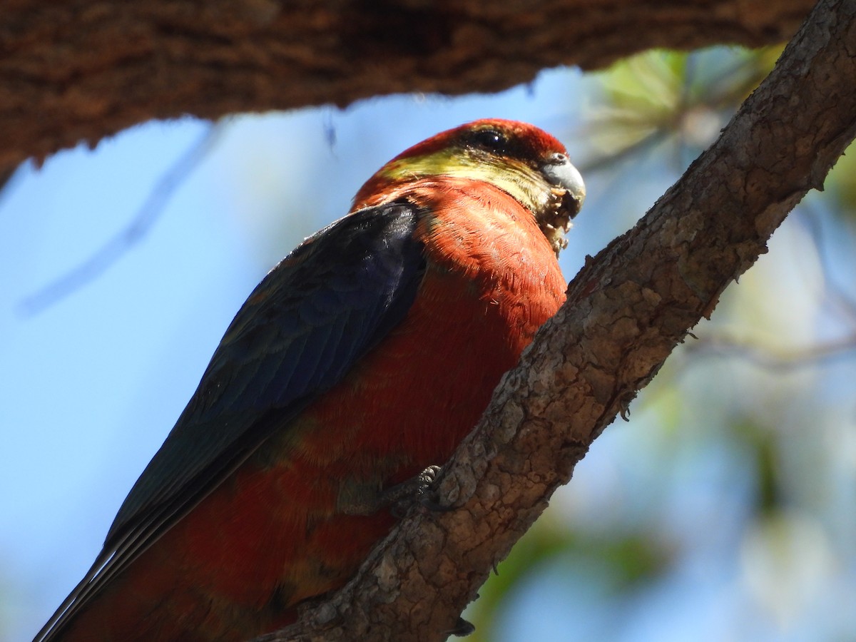 Western Rosella - ML627642743