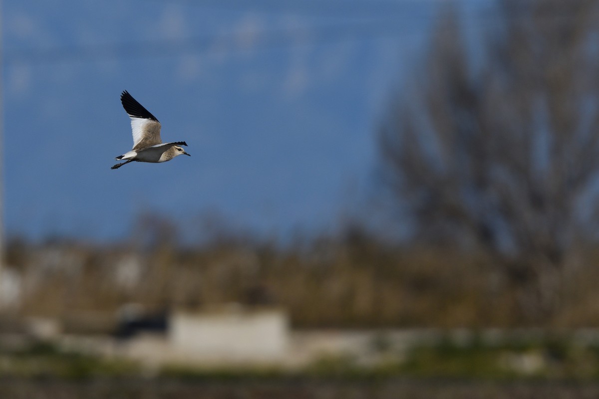 Sociable Lapwing - ML627642770