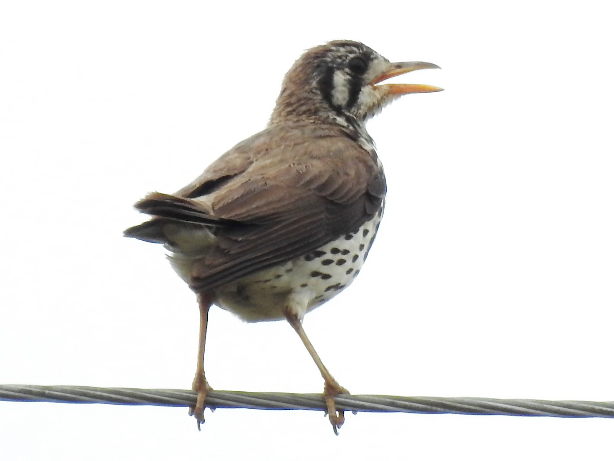 Groundscraper Thrush - ML627642934