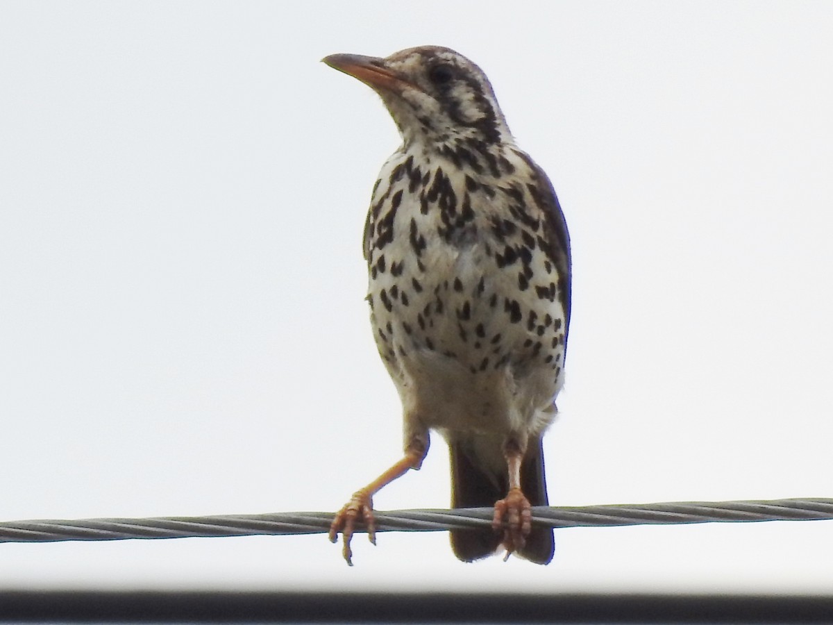 Groundscraper Thrush - ML627642935