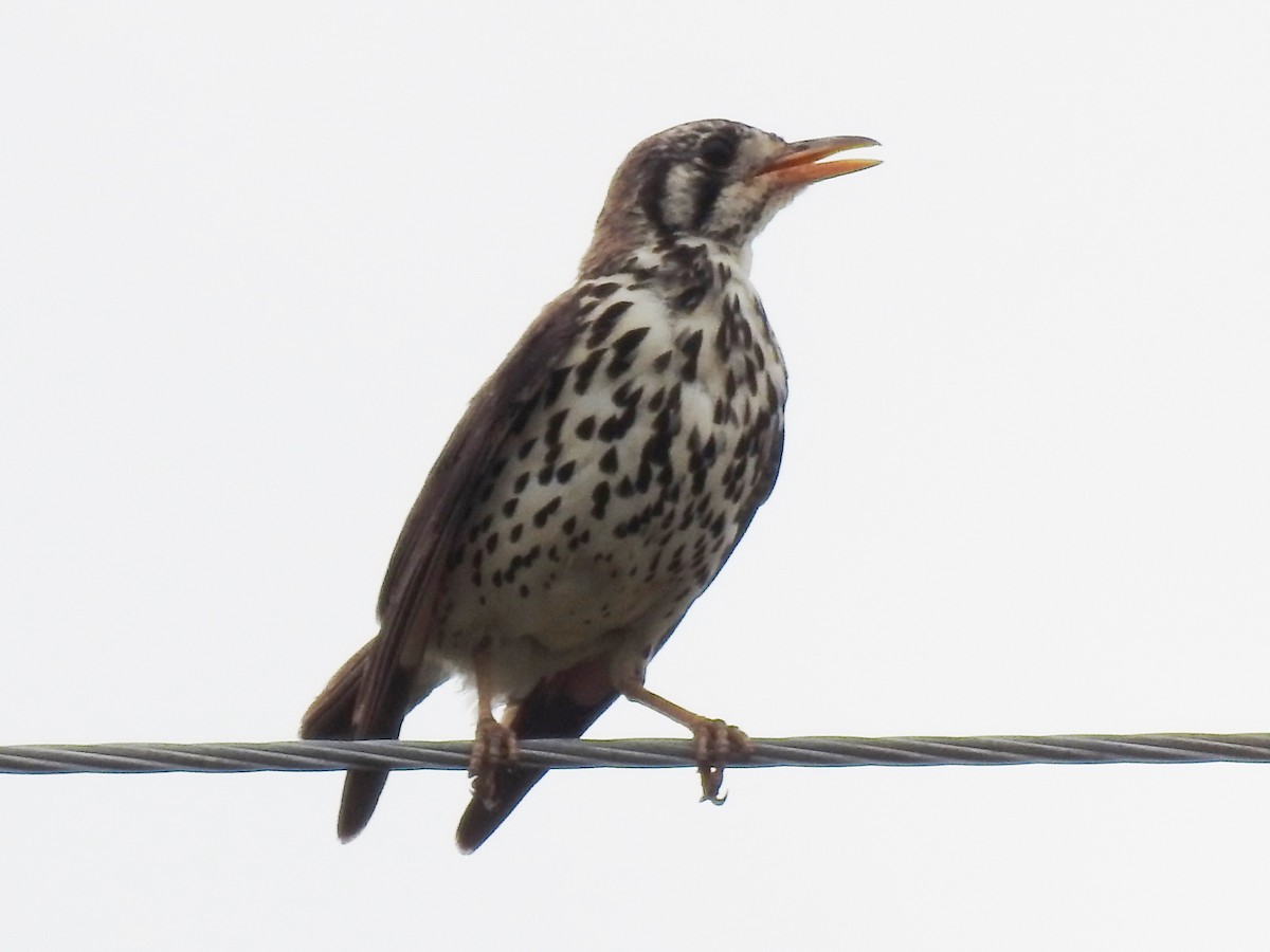 Groundscraper Thrush - ML627642936