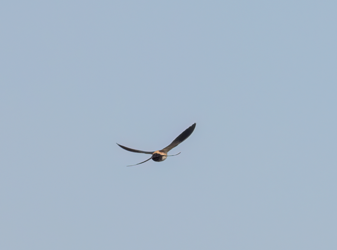 Eastern Red-rumped Swallow (Striated) - ML627642959