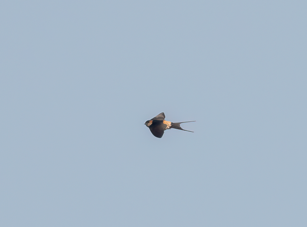 Eastern Red-rumped Swallow (Striated) - ML627642960