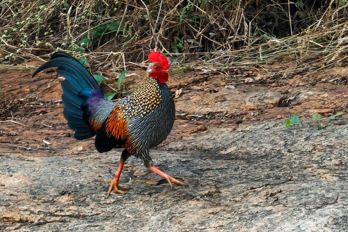 Gray Junglefowl - ML627643059