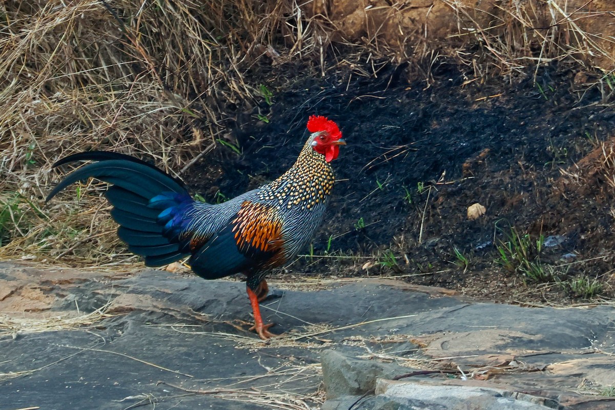 Gray Junglefowl - ML627643060