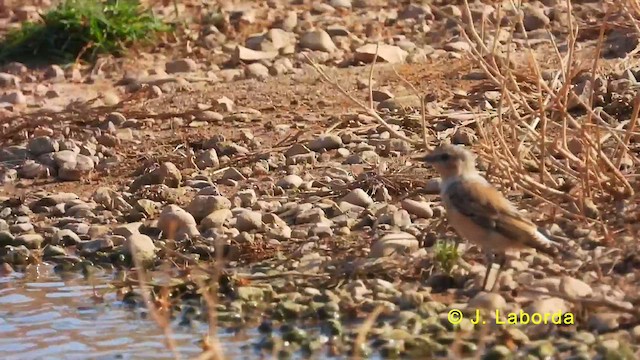ハシグロヒタキ - ML627643161