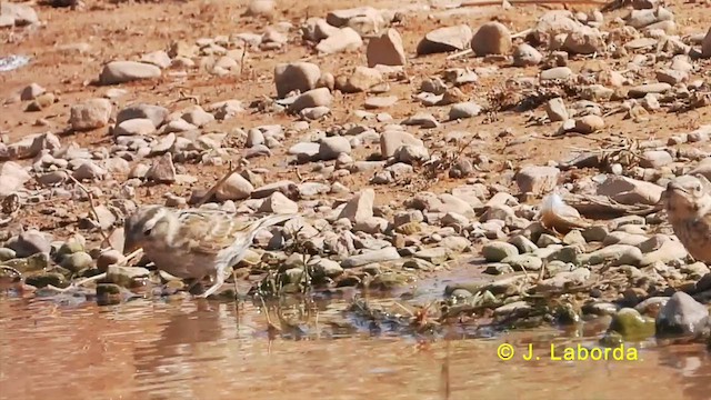 Rock Sparrow - ML627643165