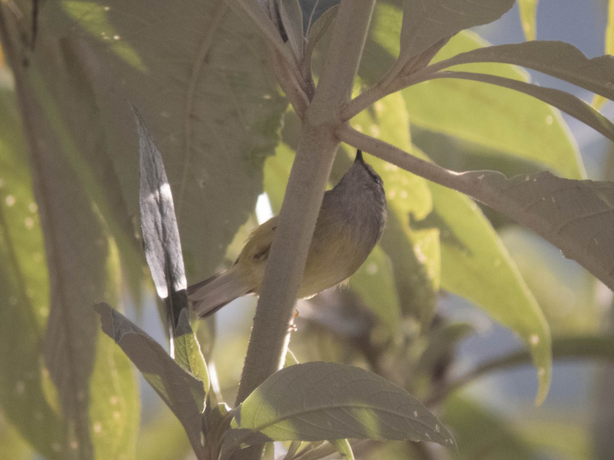 Ashy-throated Warbler - ML627643212