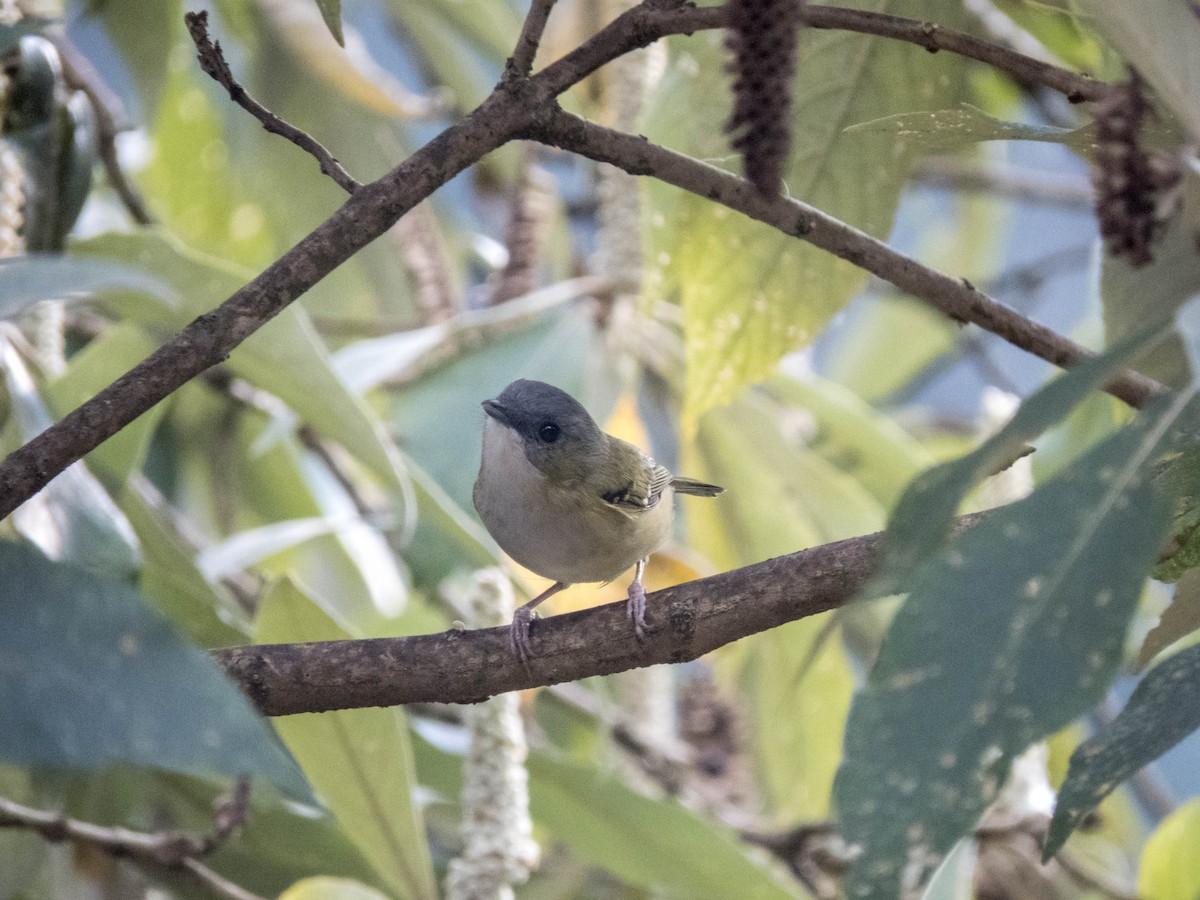 Green Shrike-Babbler (Black-crowned) - ML627643223