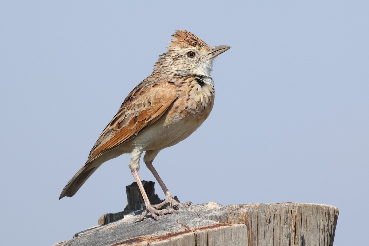 Rufous-naped Lark - ML627643233