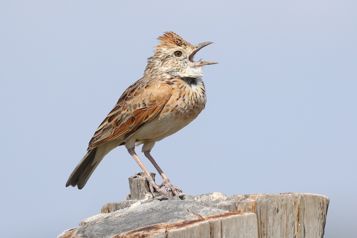 Rufous-naped Lark - ML627643234