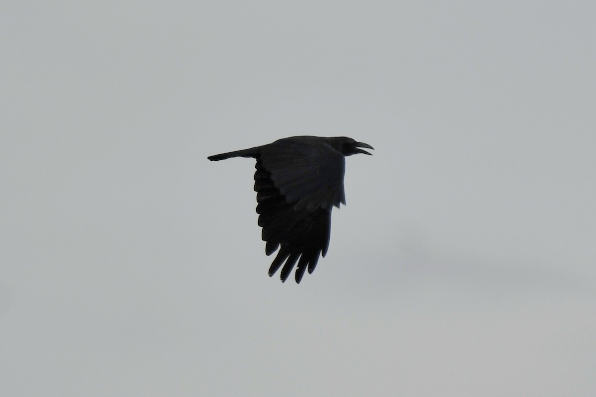Sulawesi Crow - ML627643261