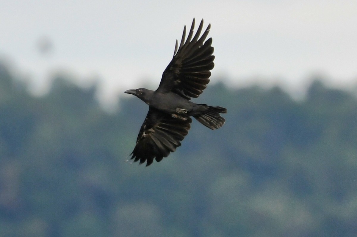 Sulawesi Crow - ML627643262