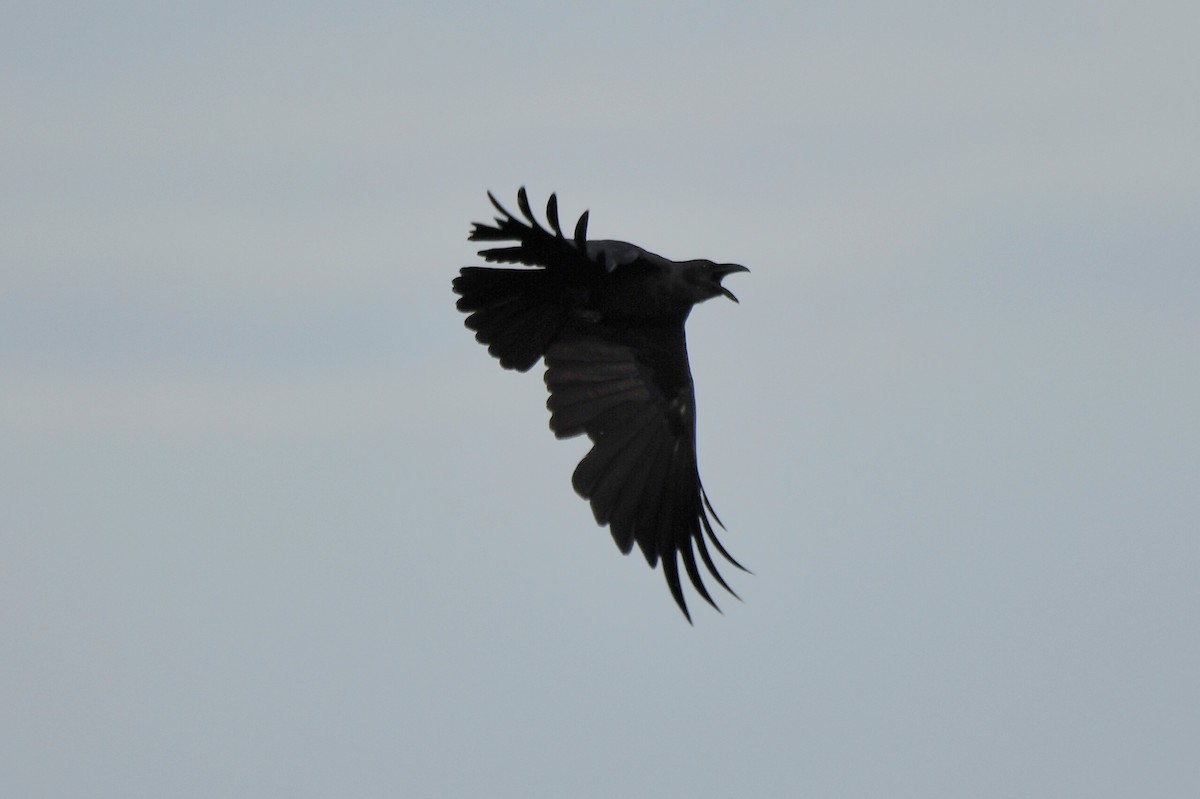 Sulawesi Crow - ML627643263
