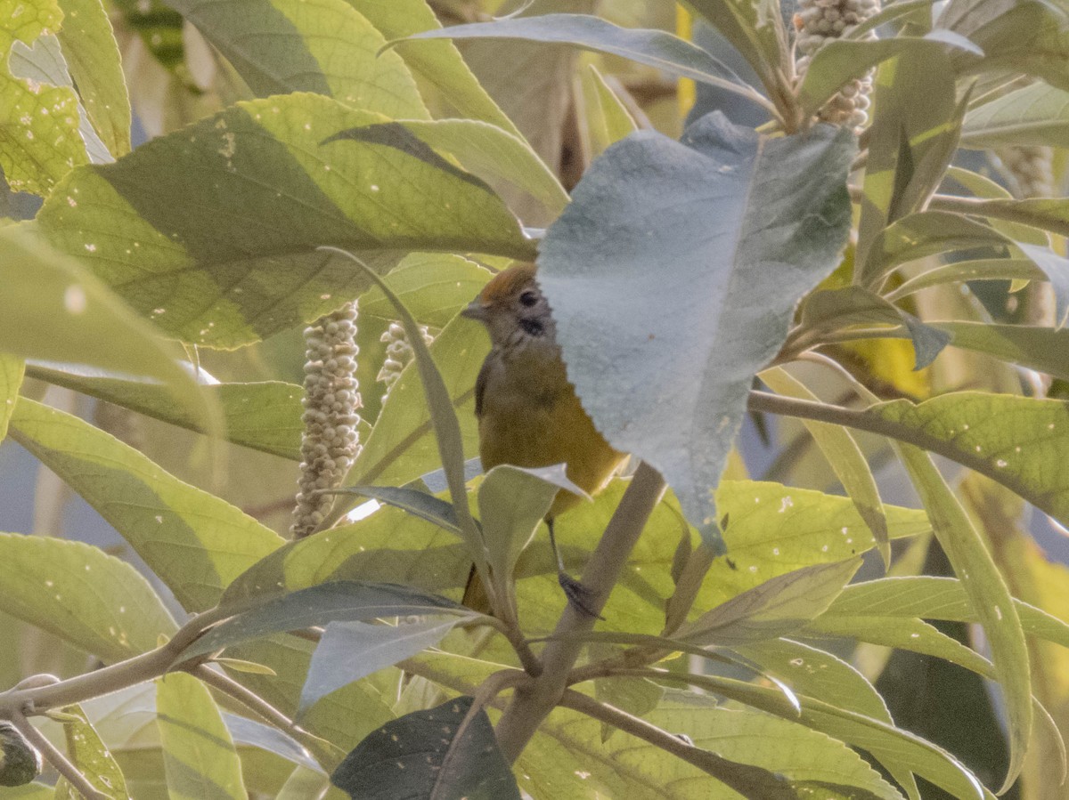 Chestnut-tailed Minla - ML627643336