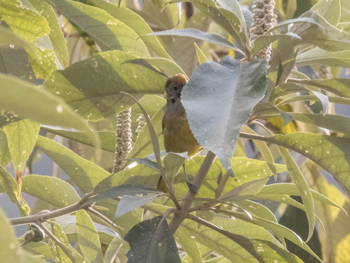 Chestnut-tailed Minla - ML627643337