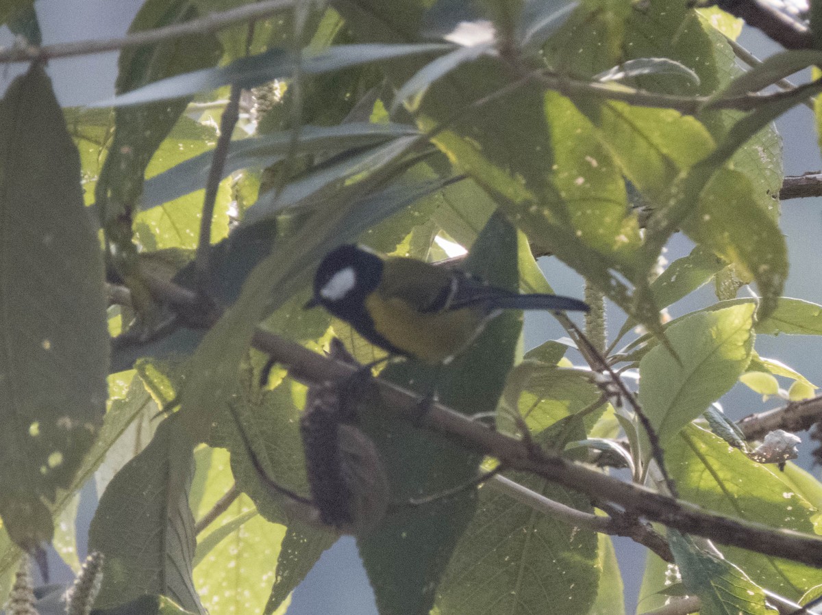 Green-backed Tit - ML627643364