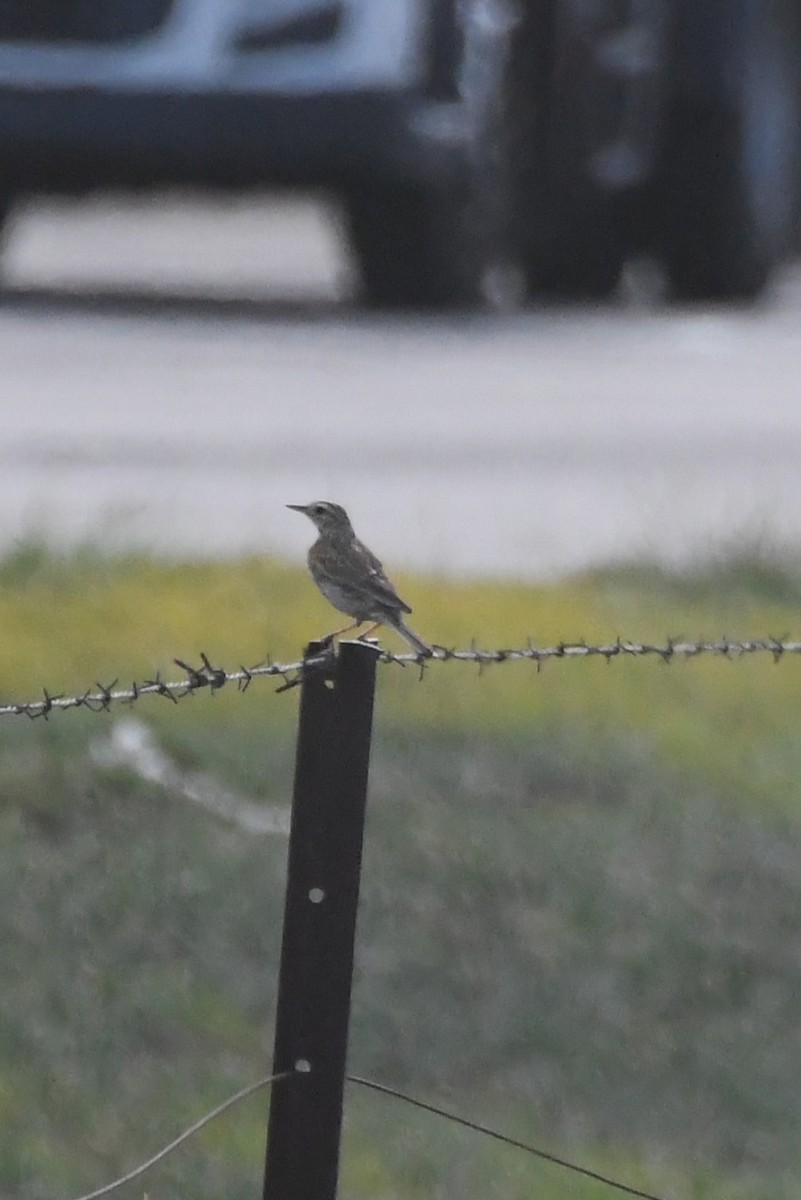 Australian Pipit - ML627643491