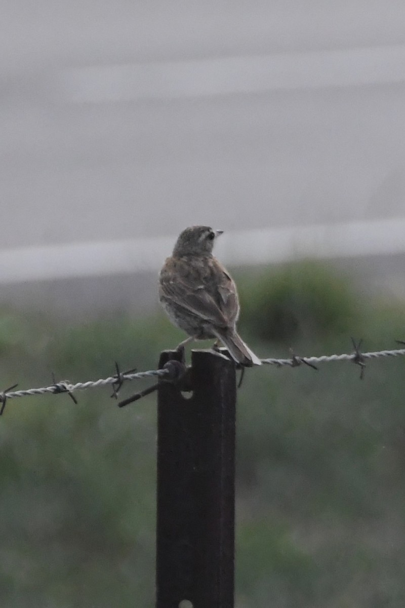 Australian Pipit - ML627643492