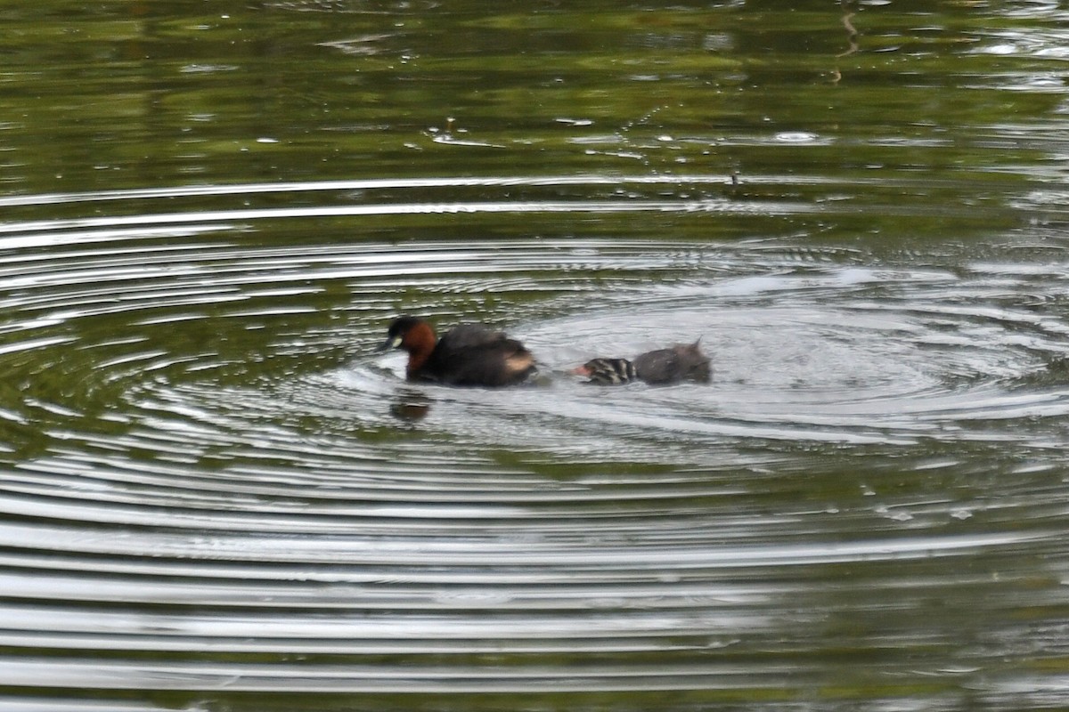 Little Grebe (Tricolored) - ML627643552