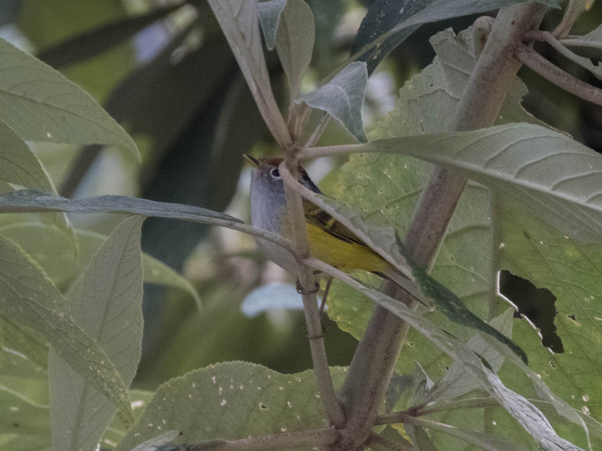 Chestnut-crowned Warbler - ML627643640