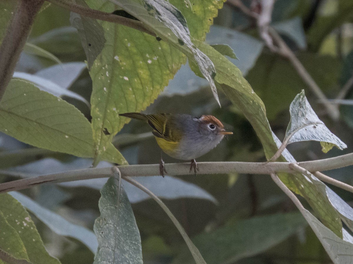 Chestnut-crowned Warbler - ML627643641