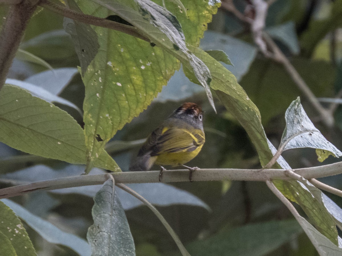 Chestnut-crowned Warbler - ML627643642