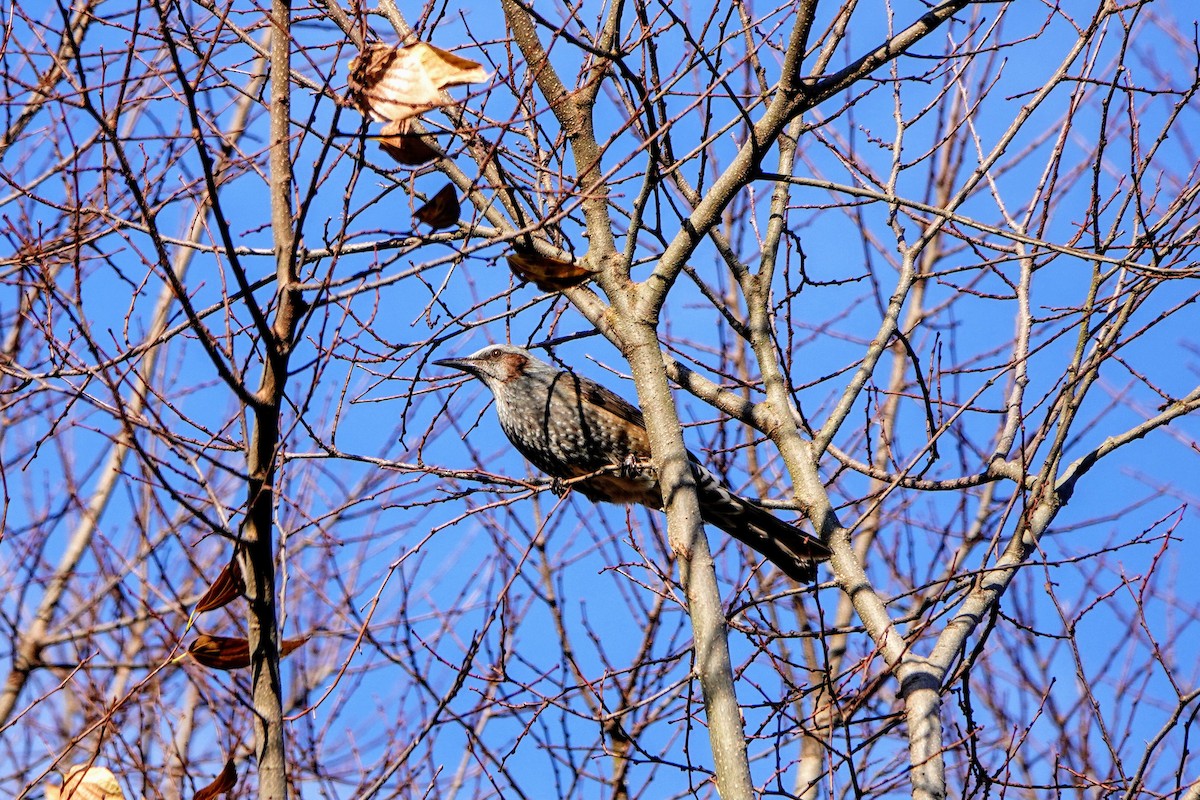 Brown-eared Bulbul - ML627643649