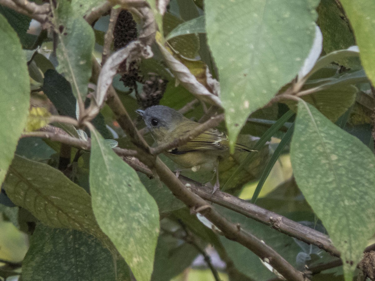 Green Shrike-Babbler (Black-crowned) - ML627643655