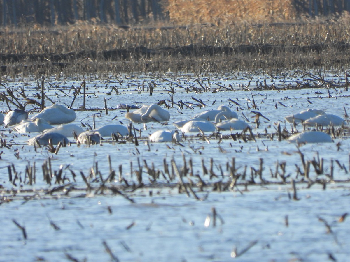 Tundra Swan - ML627643660