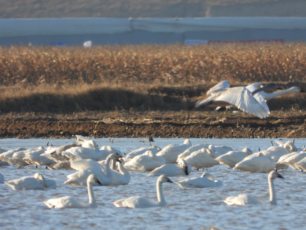 Tundra Swan - ML627643661