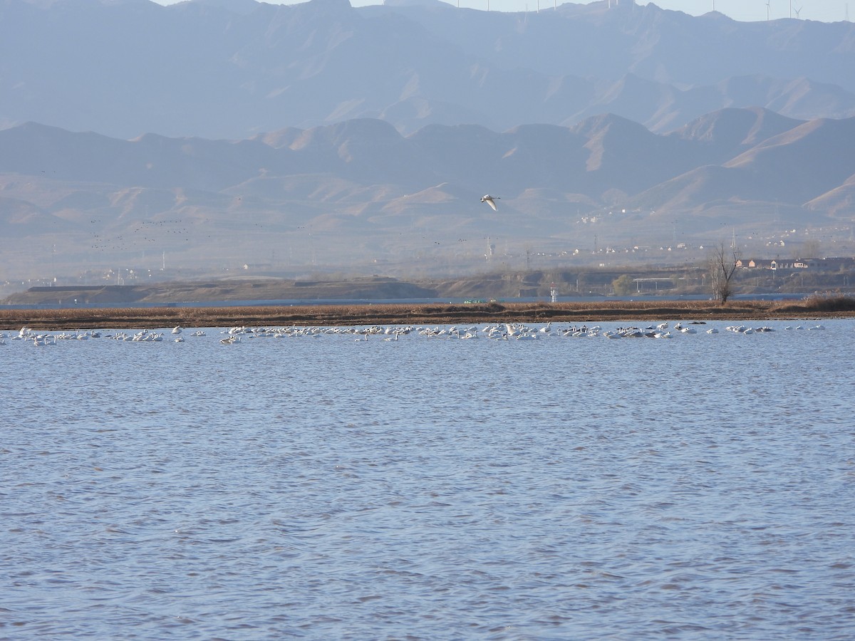 Tundra Swan - ML627643687