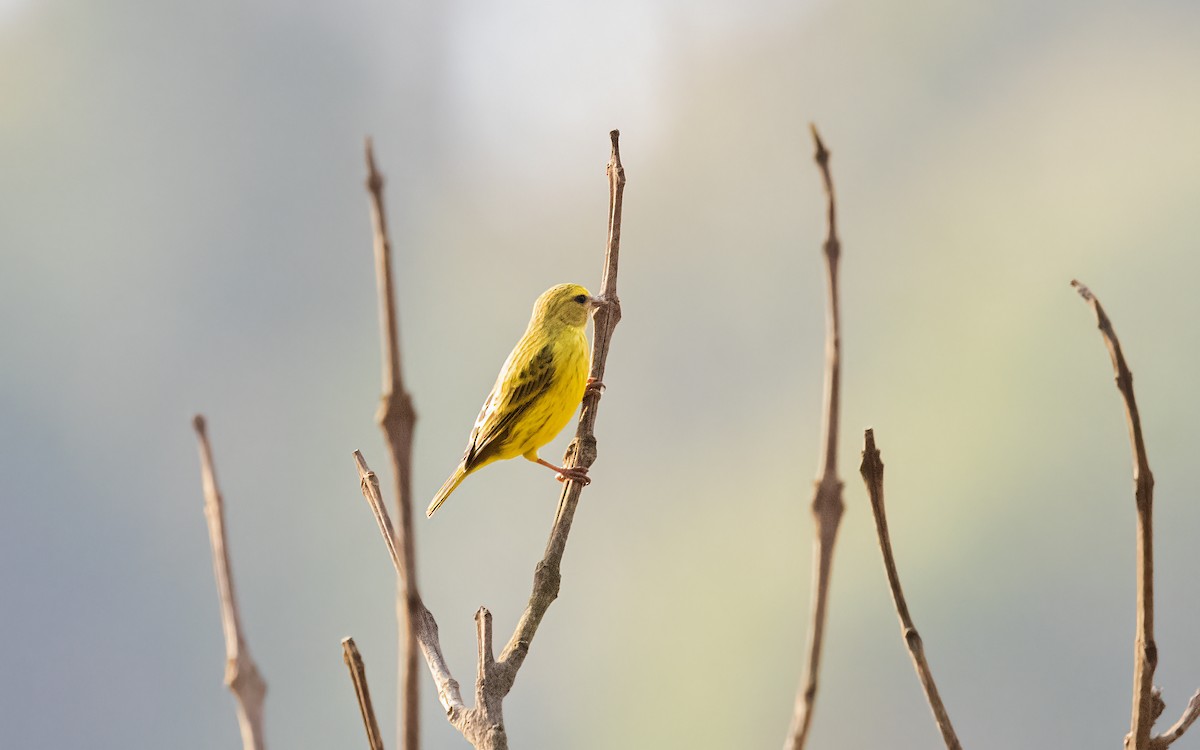 Papyrus Canary - ML627643700