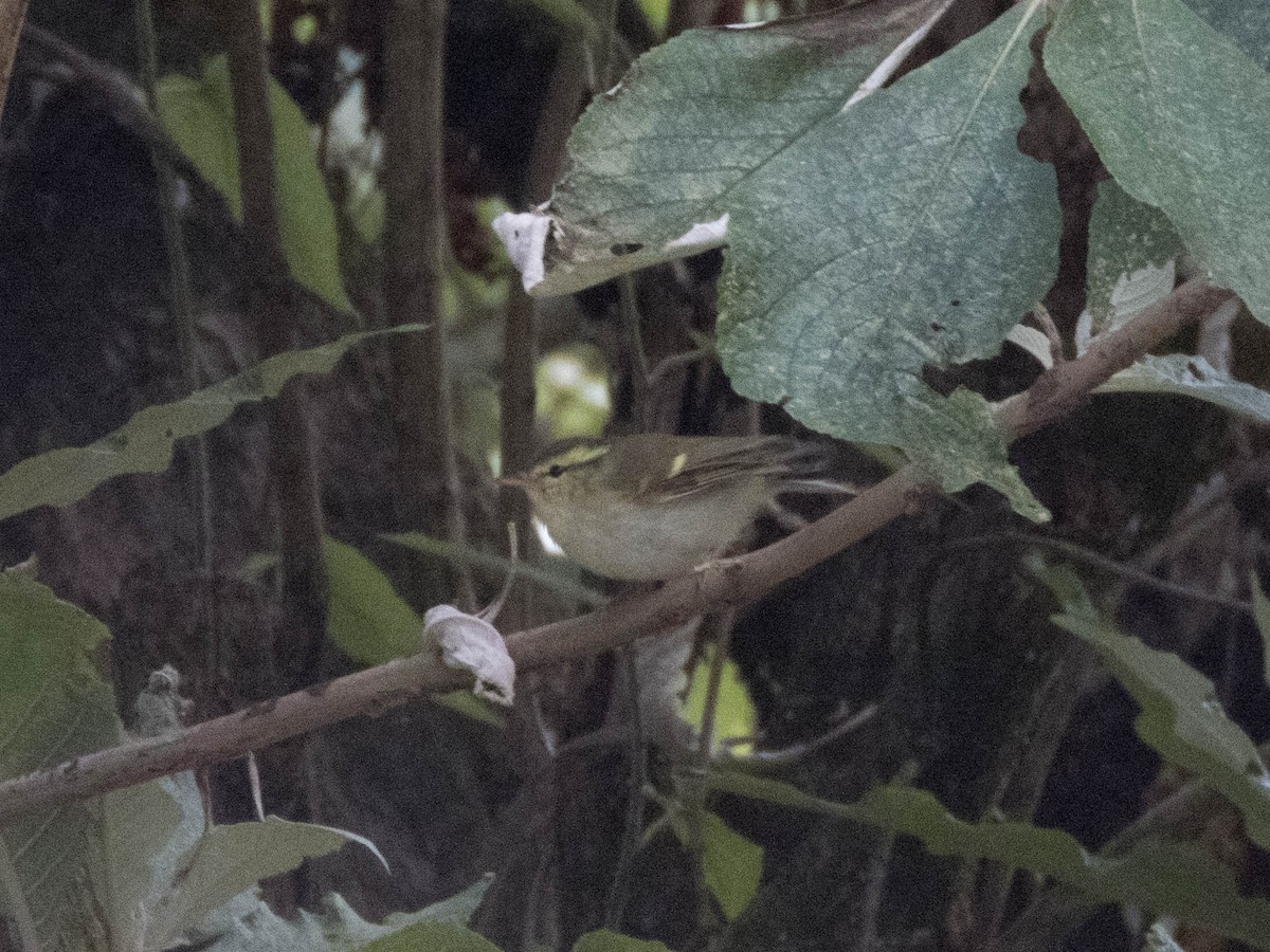 Blyth's Leaf Warbler - ML627643724