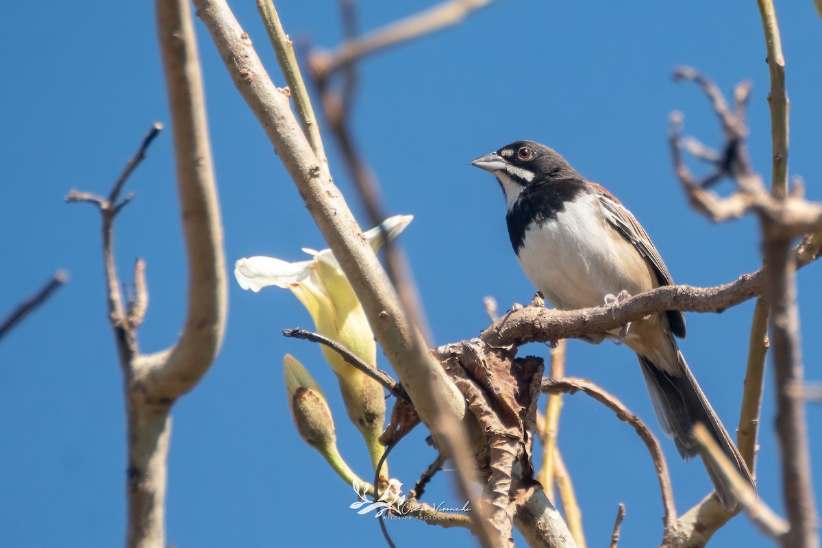 Kara Göğüslü Serçe - ML627643732