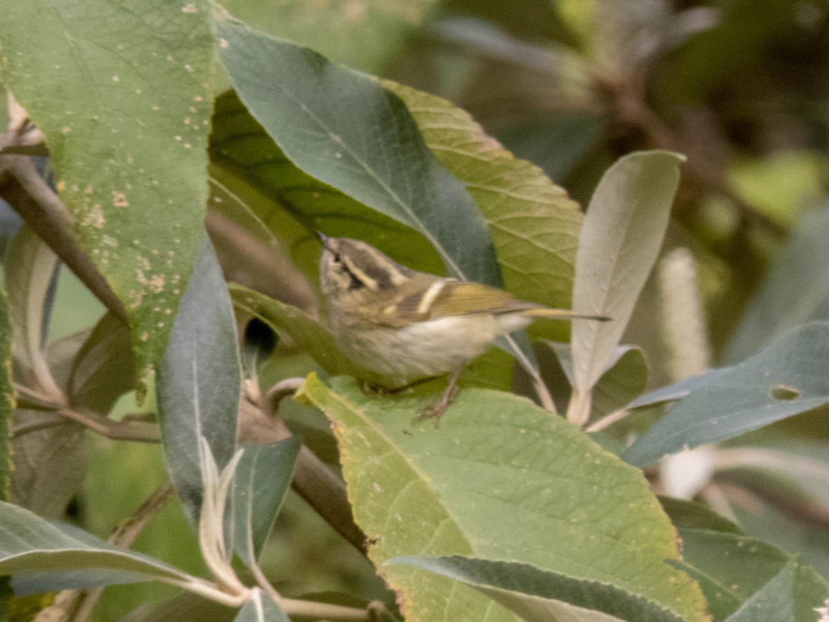 Lemon-rumped Warbler - ML627643735