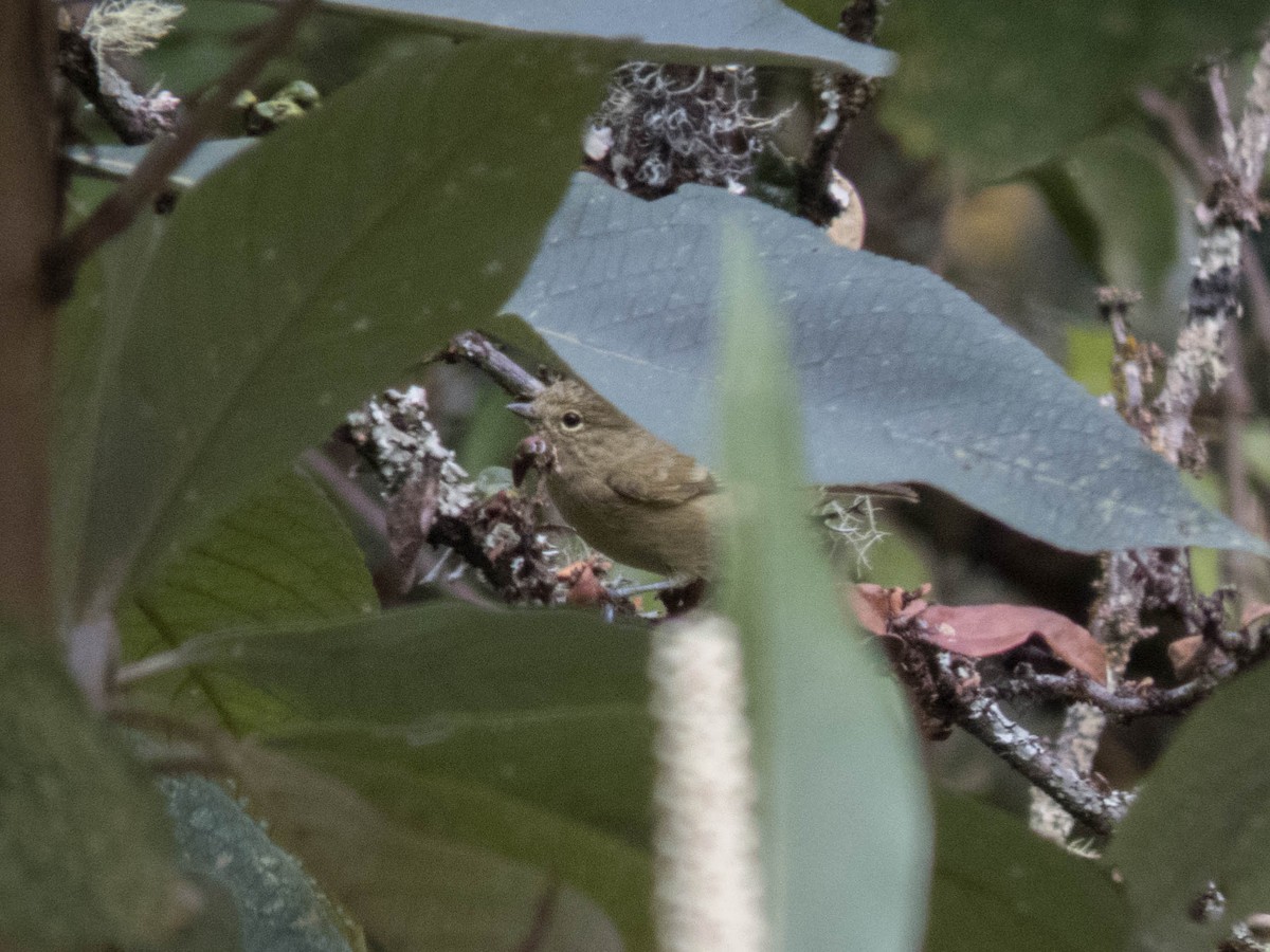 Yellow-browed Tit - ML627643758