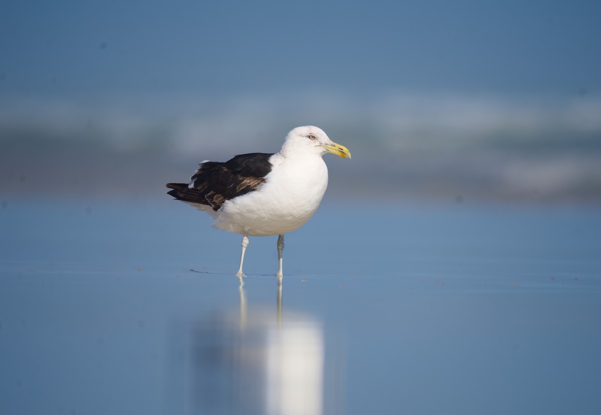 Kelp Gull - ML627643760