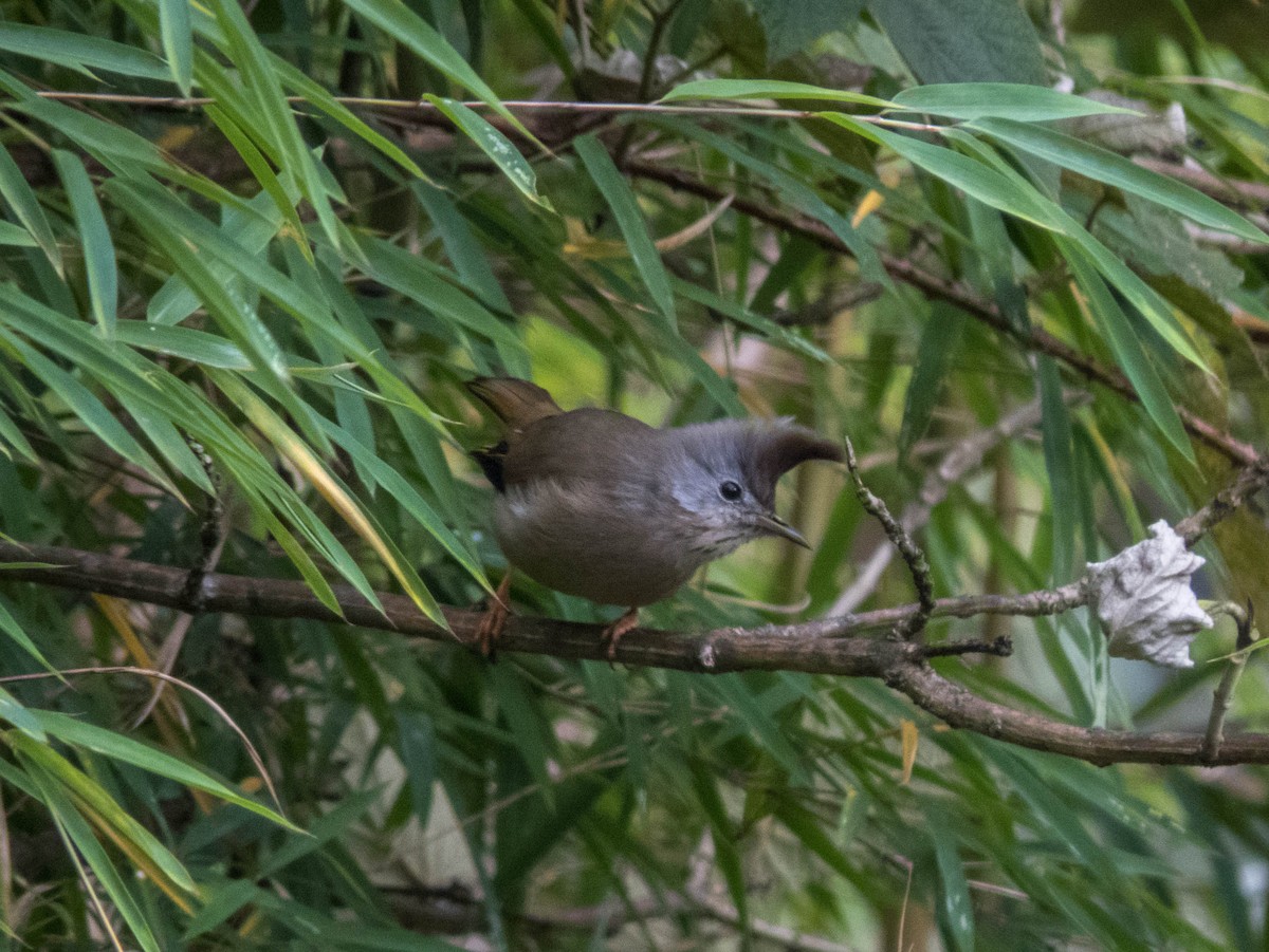 Stripe-throated Yuhina - ML627643761