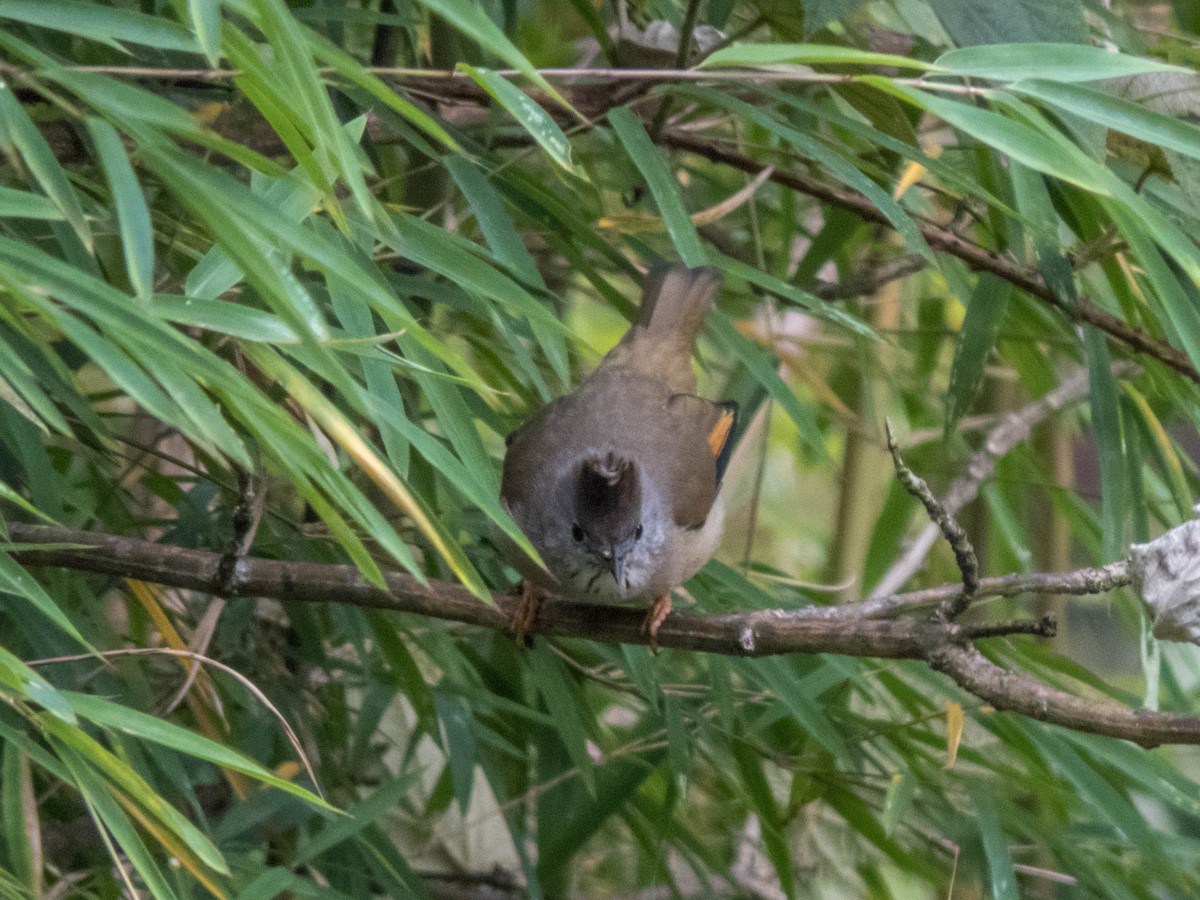 Stripe-throated Yuhina - ML627643762