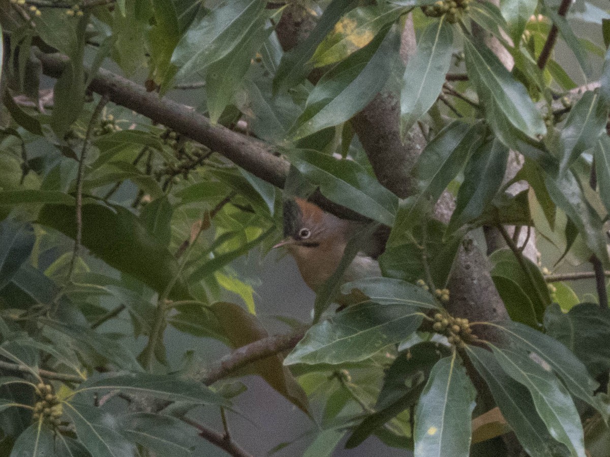 Rufous-vented Yuhina - ML627643764