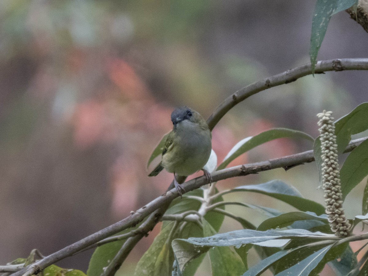 Green Shrike-Babbler (Black-crowned) - ML627643770