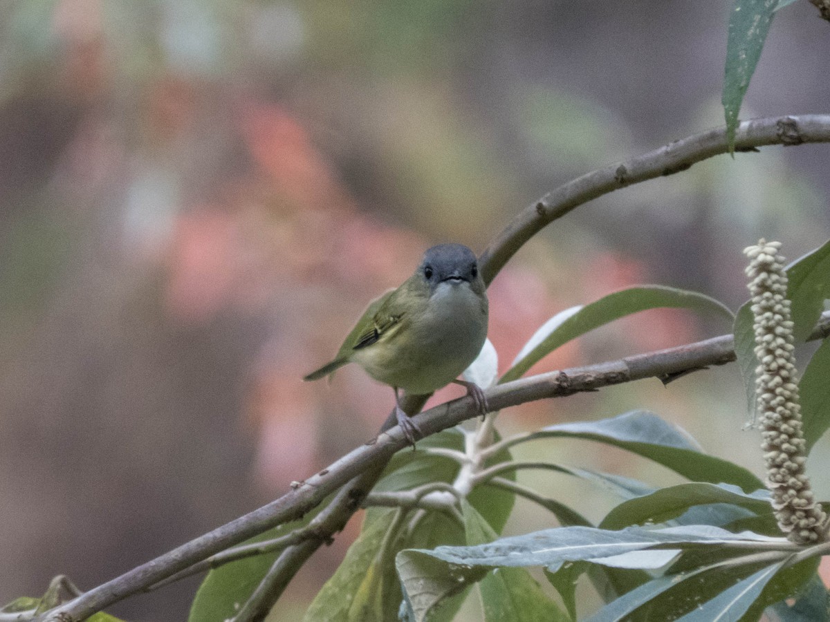 Green Shrike-Babbler (Black-crowned) - ML627643771